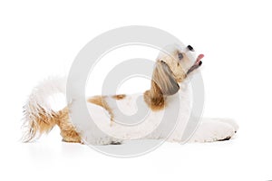 Happy, positive little purebred shih tzu dog lying with tongue sticking out, looking upwards isolated on white studio