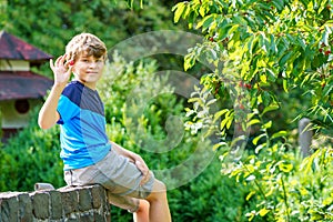 Happy positive preteen boy picking cherry berries from tree in domestic garden. children and family activity pick