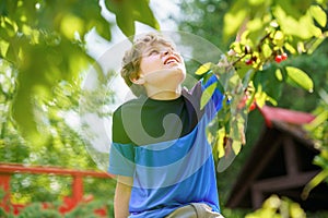 Happy positive preteen boy picking cherry berries from tree in domestic garden. children and family activity pick