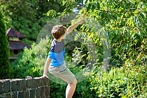 Happy positive preteen boy picking cherry berries from tree in domestic garden. children and family activity pick