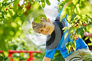 Happy positive preteen boy picking cherry berries from tree in domestic garden. children and family activity pick