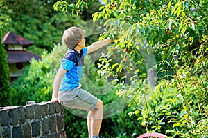 Happy positive preteen boy picking cherry berries from tree in domestic garden. children and family activity pick