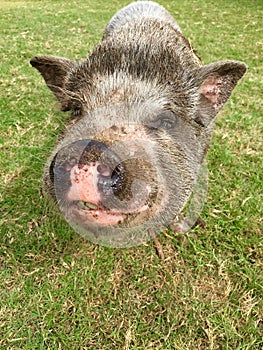 Happy PotBellied Pig photo
