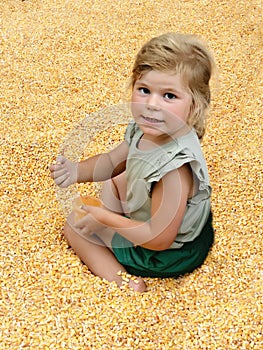 Happy preschool girl playing with yellow ripe corn on farm in field, outdoors. Funny child hild having fun with farming