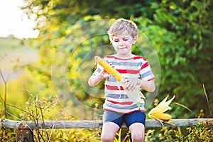 Happy preschool kid boy holding fresh healthy corn on farm in field, outdoors on summer day. Funny child hild having fun
