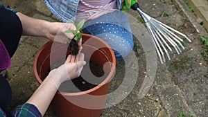 Happy Preschool little girl kid Daughter wear works gloves humic boots planting flowers in pot in garden. Child Helping