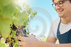 Happy and proud vineyard farmer harvesting grapes from a vine tree in the summer harvest. Successful winemaker working