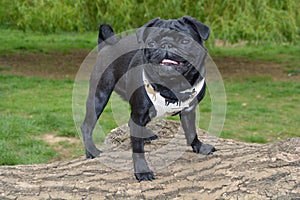 Happy pug dog