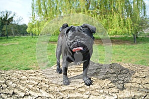 Happy pug dog