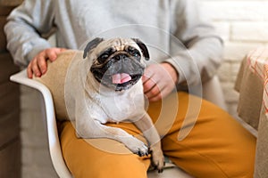 Happy pug dog sitting in his owner& x27;s lap in the kitchen. Selective focus on dog.