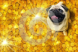 Happy pug dog sitting on a pile of glittering gold coins