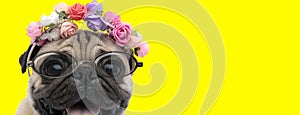 Happy pug doggy wearing glasses and flowers headband