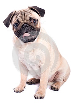 Happy pug isolated on white background