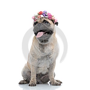 Happy pug wearing flowers headband and panting