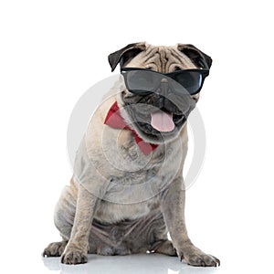 Happy pug wearing sunglasses, bowtie and panting