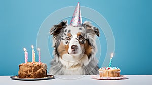 Happy puppy celebrates birthday. Blue merle aussie australian shepherd wearing a paper hat is sitting at a table near a