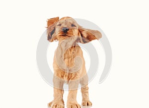 Happy puppy dog isolated on the light background