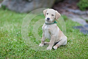 Happy puppy dog running on playground green yard. Yellow Labrador Retriever. Sunny day