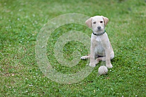 Happy puppy dog running on playground green yard. Yellow Labrador Retriever. Sunny day