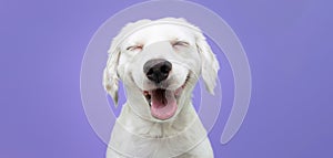 Happy puppy dog smiling on isolated purple background