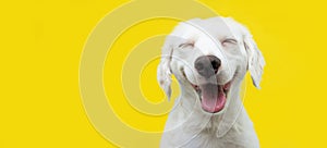 Happy puppy dog smiling on isolated yellow background