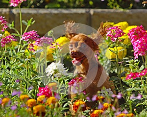 A happy puppy with fluffy ears sits in beautiful colors. A nice little dog is resting in a flower bed.