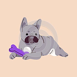 Happy puppy of French bulldog plays with bone. Cute doggy lying, has fun with canine toy. Adorable small dog relaxes