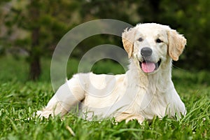 Happy puppy Golden Retriever