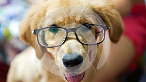 Happy puppy of a golden retriever with glasses on
