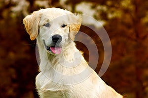 Happy puppy Golden Retriever walks in the autumn on the nature,