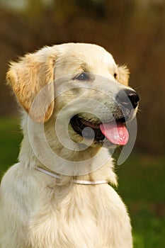 Happy puppy Golden Retriever walks in the summer on the nature,