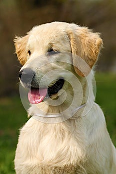 Happy puppy Golden Retriever walks in the summer on the nature,