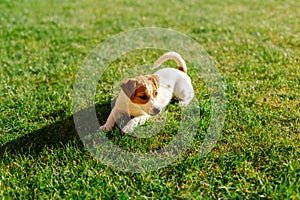 Happy puppy Jack Russell Terrier playing in the grass