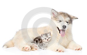 Happy puppy with kitten lying together. isolated on white