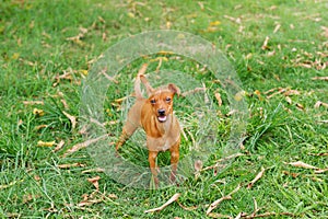 Happy puppy of Miniature Pinscher playing on green grass in yard with moving tail
