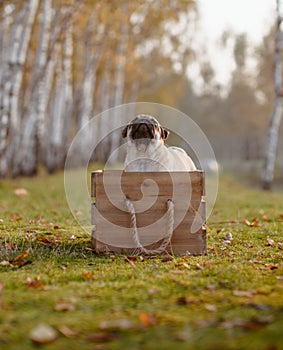 A happy puppy pug standing in a wooden crate