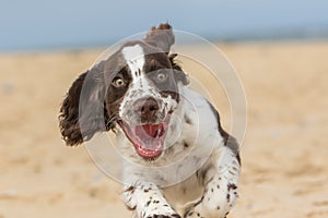 Happy puppy running on the beach. Crazy dog having fun