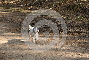 Happy puppy running free