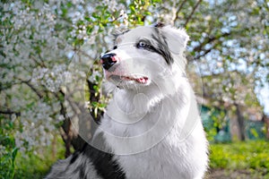 Happy purebred Australian Shepherd dog  sitting on a blooming beautiful colorful trees in spring in the park