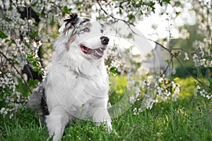 Happy purebred Australian Shepherd dog  sitting on a blooming beautiful colorful trees in spring in the park