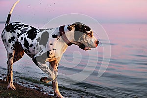 Happy purebred dog playing on seashore in dusk