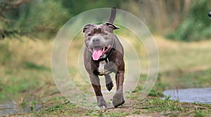 Happy purebred dog running on nature. Summer cloudy day