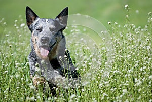 Happy purebred dog sitting on a beautiful meadow.
