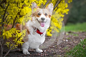 Happy purebred Welsh Corgi dog   is standing in a blooming beautiful colorful trees in spring in the park