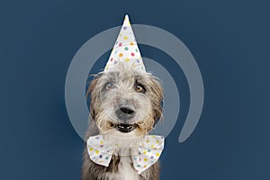 Happy purebreed dog celebrating birthday or carnival wearing party hat and bowtie. Isolated on blue background