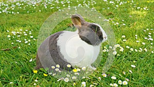 Happy rabbit chewing fresh green grass in a spring meadow with beautiful daisy flowers