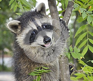 Happy Raccoon photo
