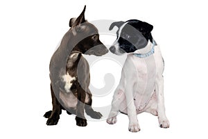 Happy Rat terrier puppy dog and chihuahua dog sitting on a white background