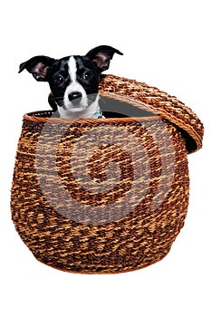 Happy Rat terrier puppy dog is playing in a basket, taken on a white background