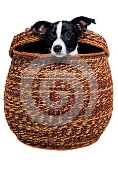 Happy Rat terrier puppy dog is playing in a basket, taken on a white background